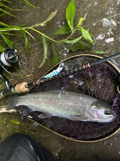 ニジマスの釣果