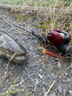 ナマズの釣果