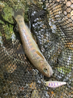 イワナの釣果