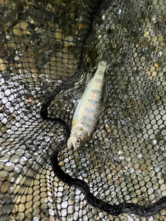 アマゴの釣果