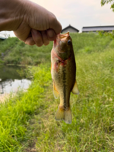 ラージマウスバスの釣果