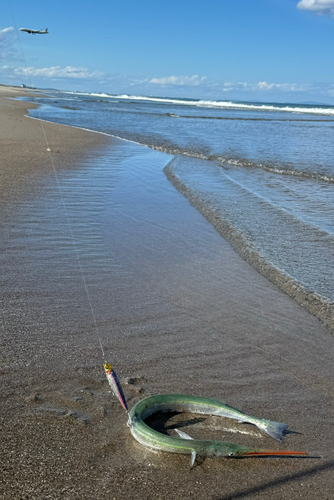 ダツの釣果