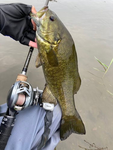 スモールマウスバスの釣果