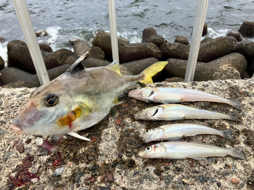 シロギスの釣果