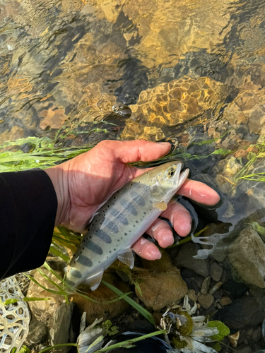 ヤマメの釣果