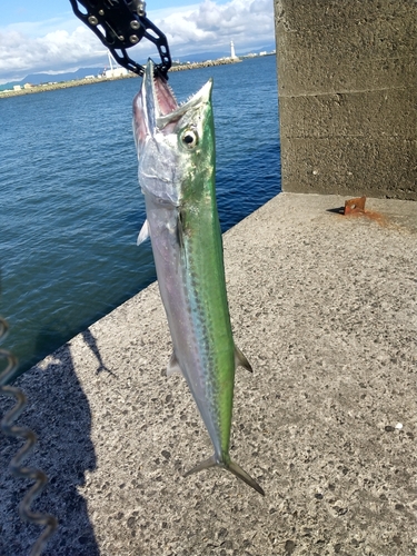 サゴシの釣果