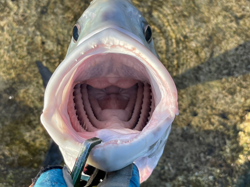 ロウニンアジの釣果