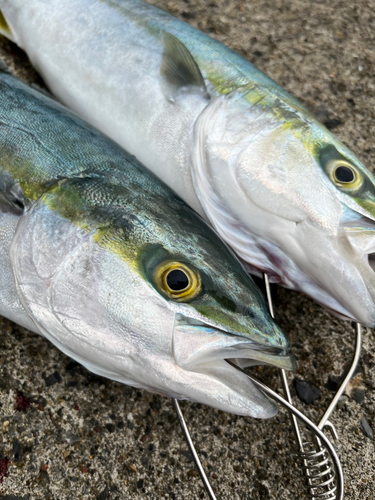 ハマチの釣果