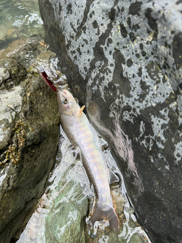 イワナの釣果