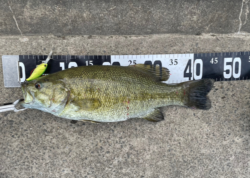 スモールマウスバスの釣果