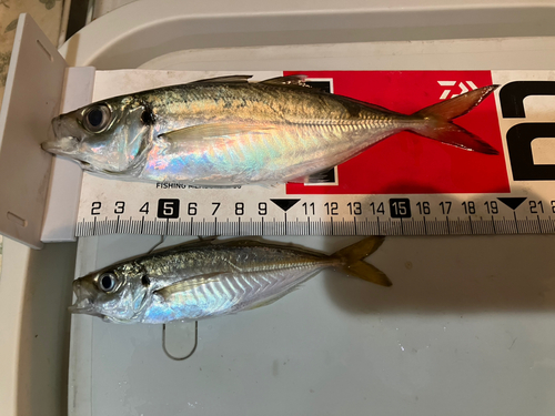 アジの釣果