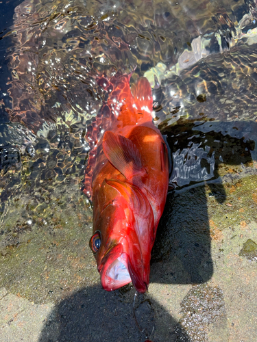 アカハタの釣果