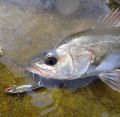 スズキの釣果