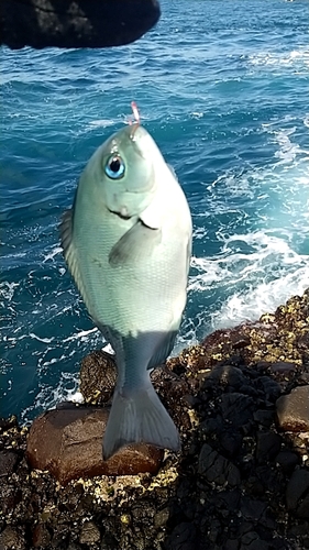 メジナの釣果