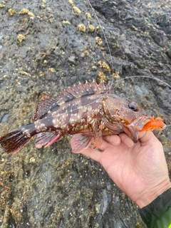 カサゴの釣果