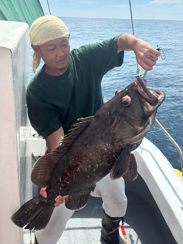 マハタの釣果