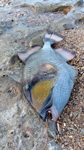 ゴマモンガラの釣果