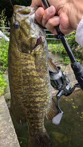 スモールマウスバスの釣果