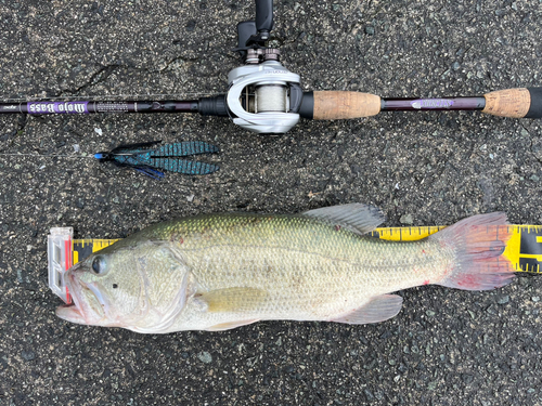 ブラックバスの釣果