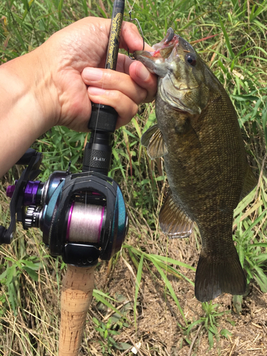 スモールマウスバスの釣果