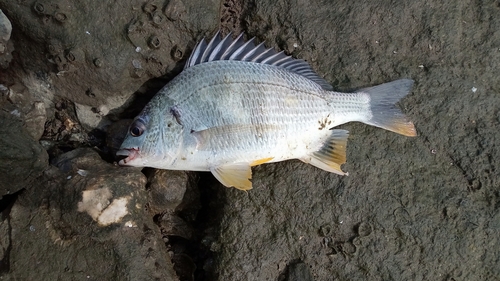 キビレの釣果