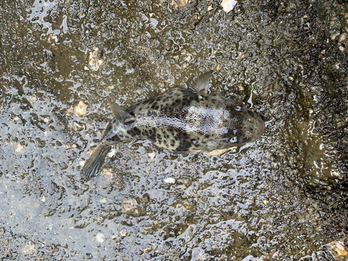 フグの釣果