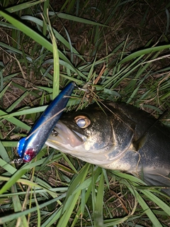 スズキの釣果