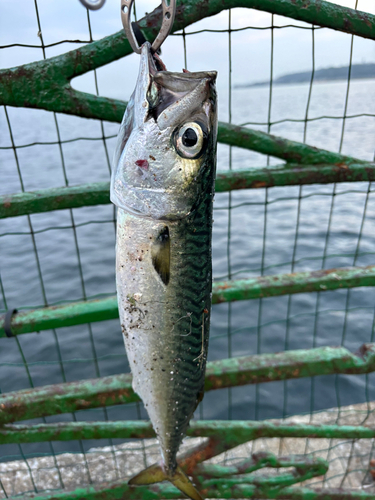 マサバの釣果