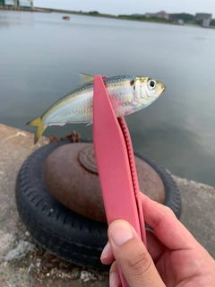 ママカリの釣果