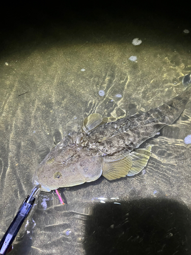 マゴチの釣果