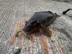 アイナメの釣果