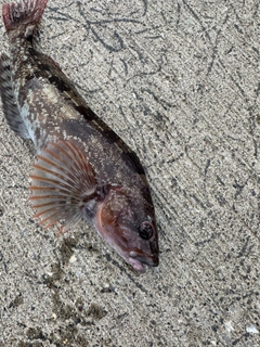 アイナメの釣果