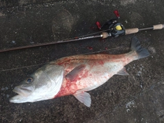 マルスズキの釣果