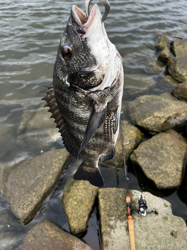 クロダイの釣果