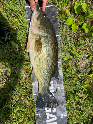 ブラックバスの釣果