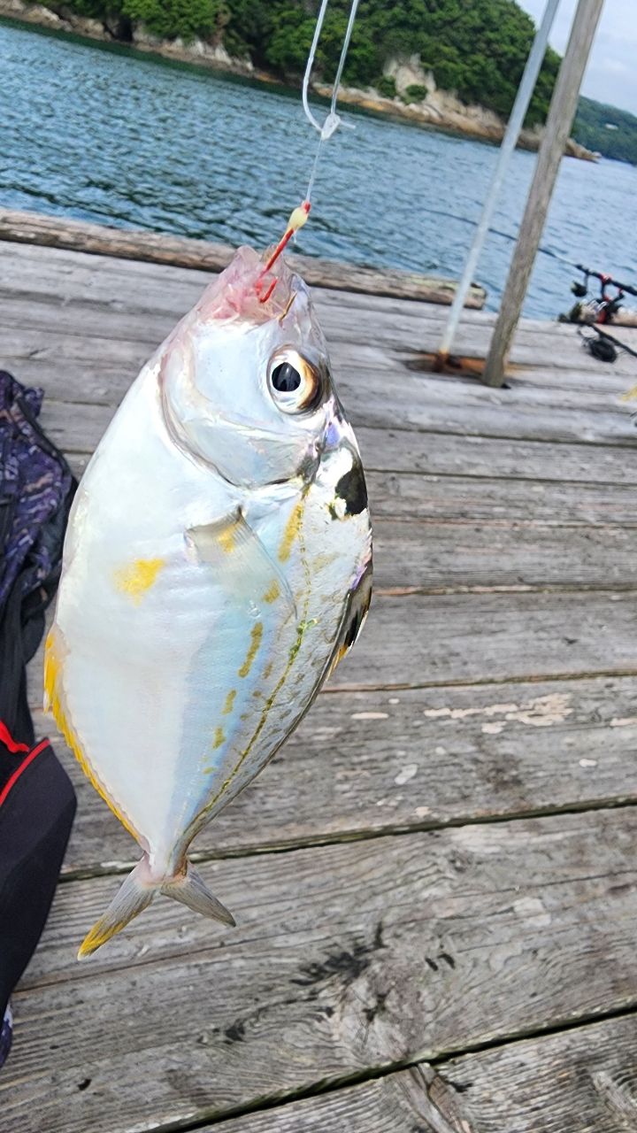 よめちゃんさんの釣果 1枚目の画像