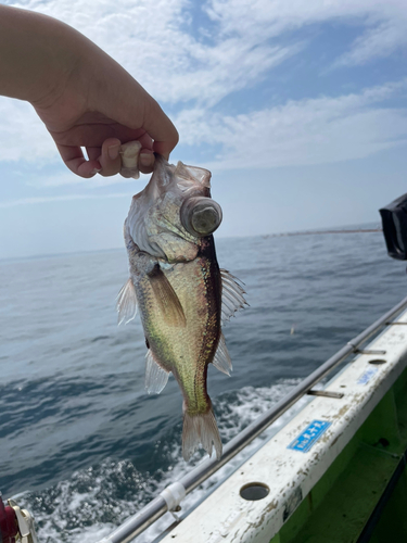 オオメハタの釣果