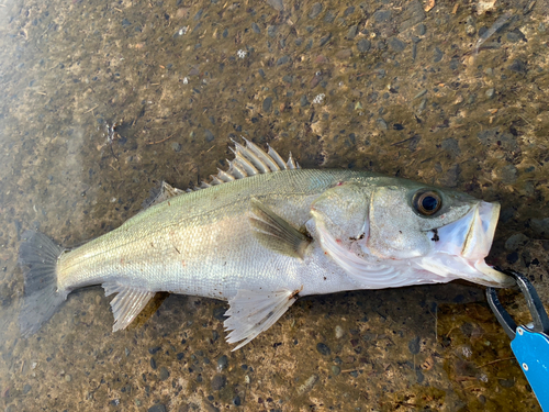 スズキの釣果