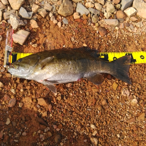 スモールマウスバスの釣果