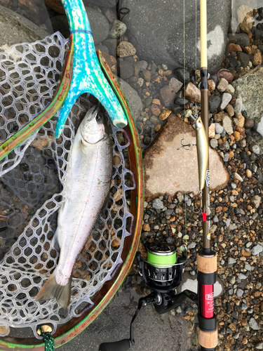 アマゴの釣果