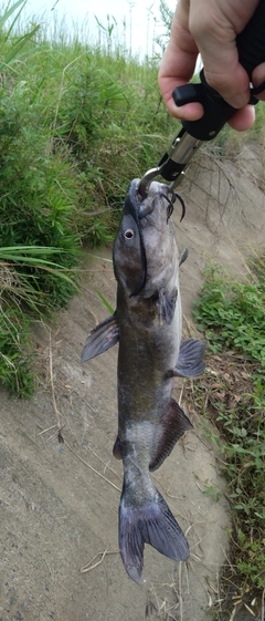 アメリカナマズの釣果