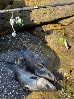 ヒラスズキの釣果