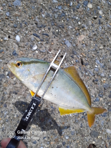 ショゴの釣果