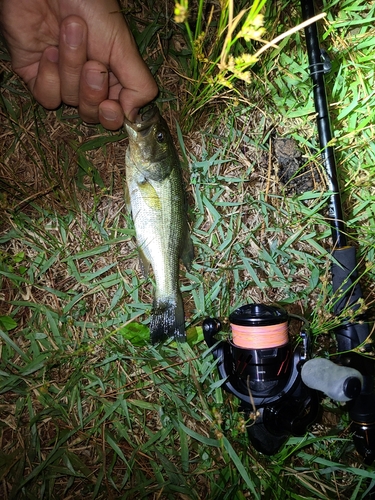 ラージマウスバスの釣果