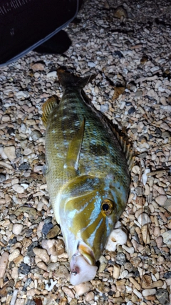 タマンの釣果