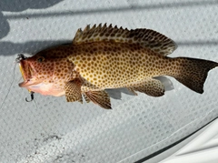 オオモンハタの釣果