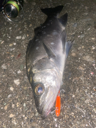 ヒラスズキの釣果