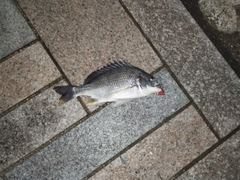 キビレの釣果