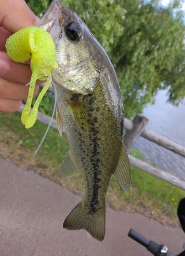 ブラックバスの釣果