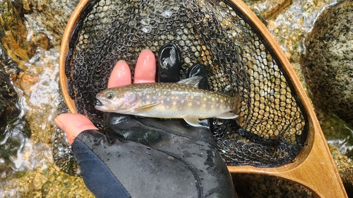 イワナの釣果